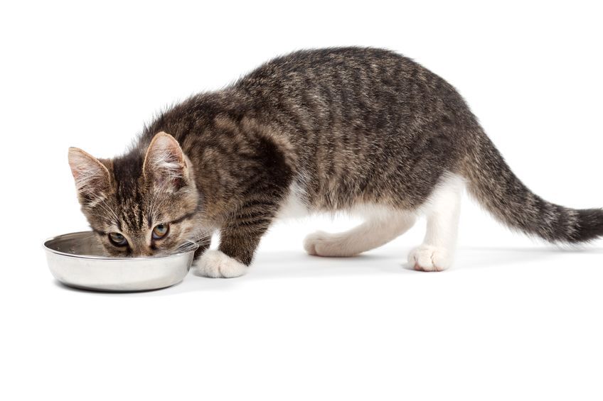 Blue Background Cat Food