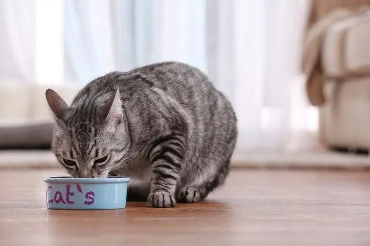 Homemade Cat Food Recipes