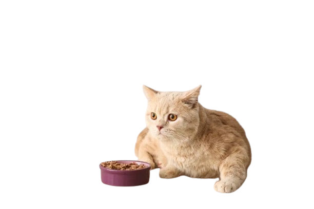 purina cat chow naturals